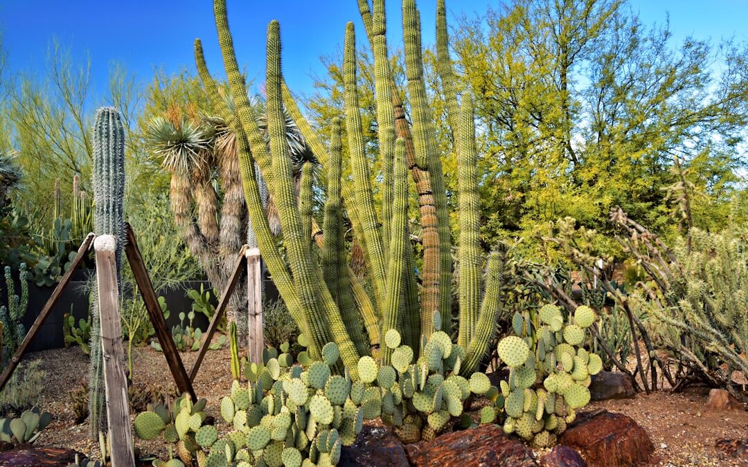 Photo saguaro mineral water composition