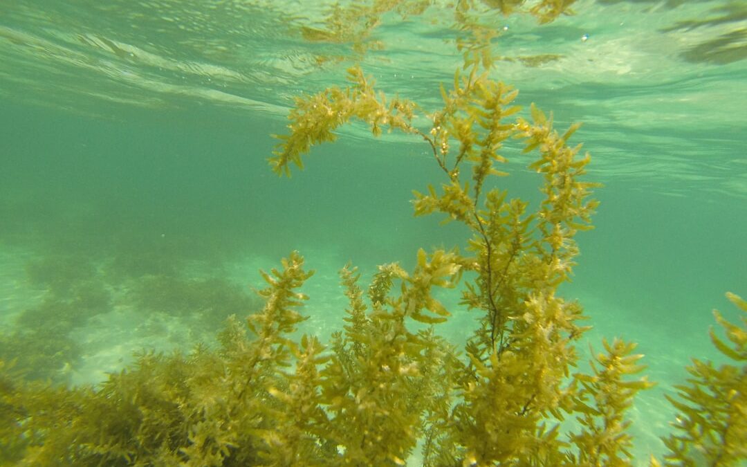 Frissítő természetes hidratálás: Natur Aqua 0,5 l ár