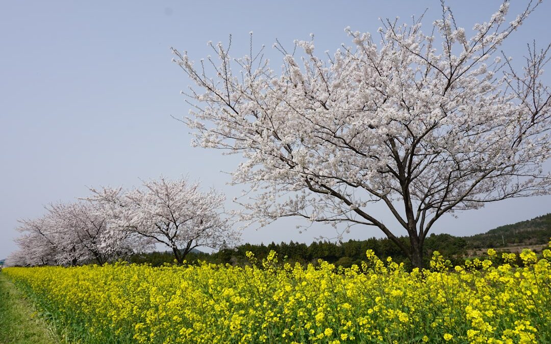 Photo tesco primavera ásványvíz ára