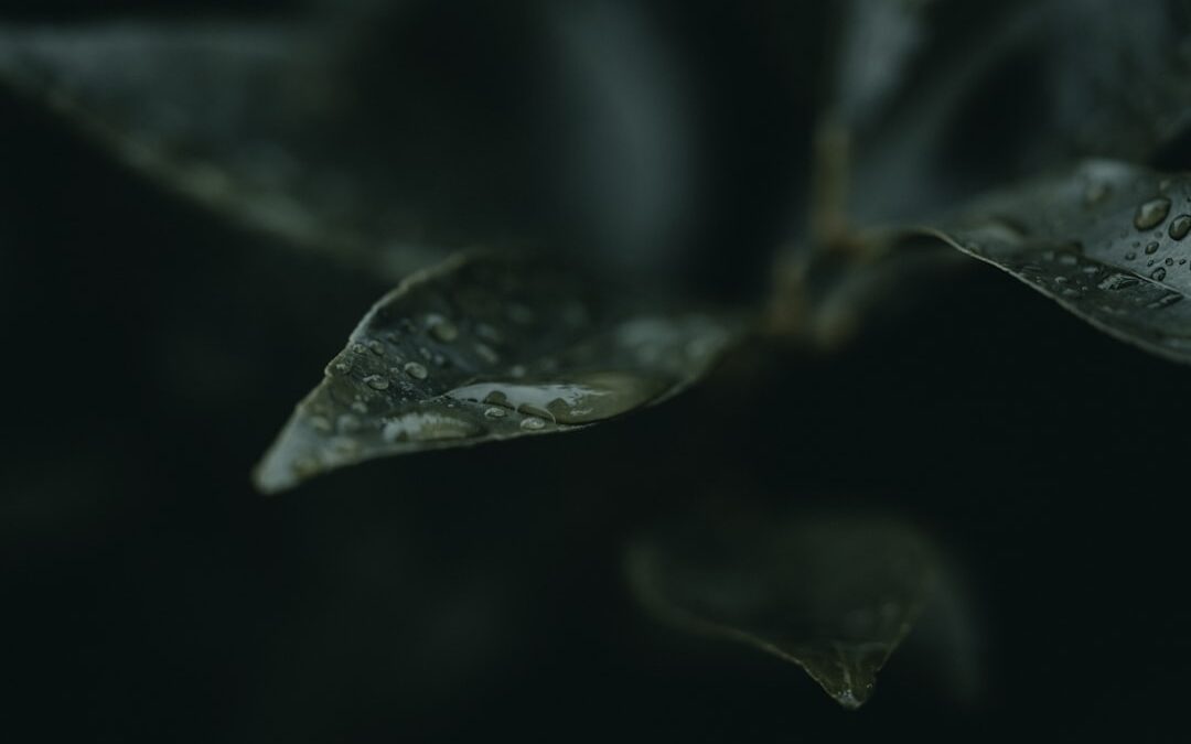 Photo ozmozisos viztisztito