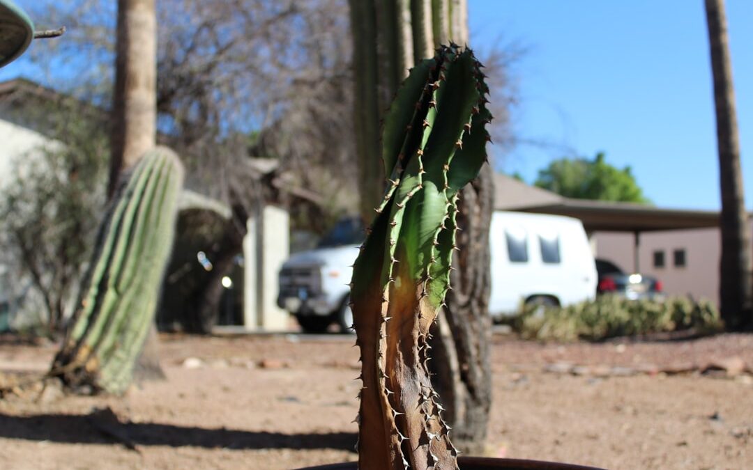 A Saguaro Asvanyviz: A Kaktuszok Csodalatos Vize