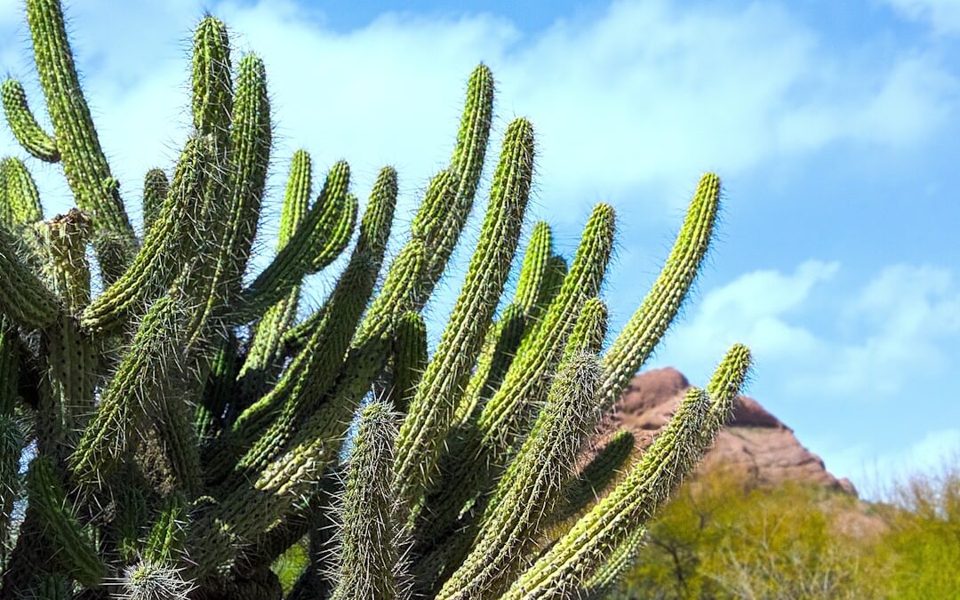 A Saguaro Ásványvíz: Az Egészséges Hidratálás Titka