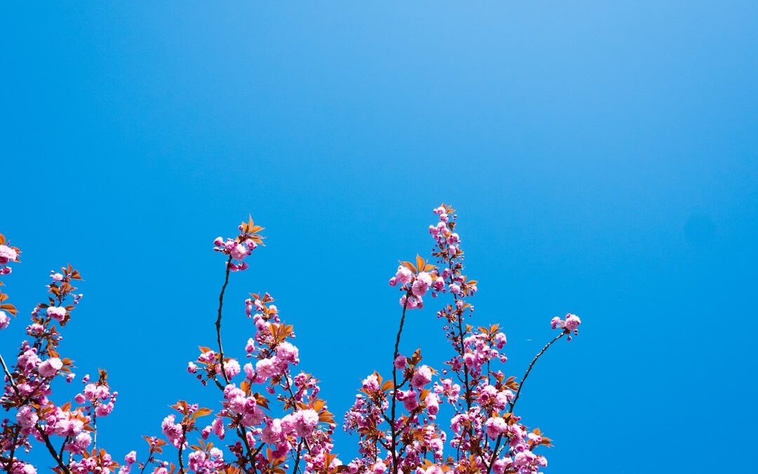 Frissítő ízélmények Primavera ásványvízzel