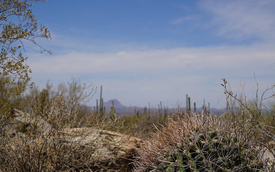 Saguaro ásványvíz: frissítő ízek a Lidl polcain