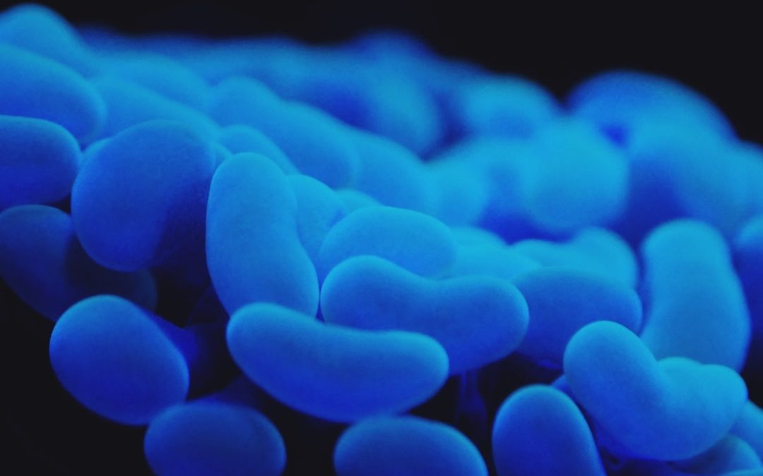 Photo Coliform bacteria