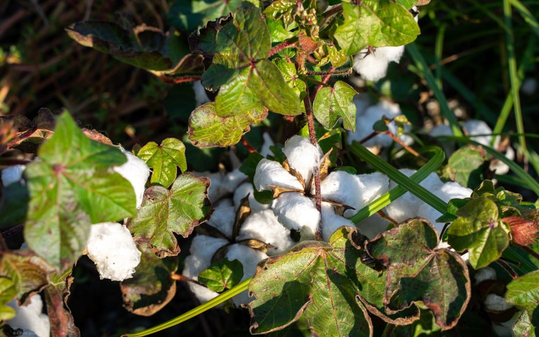 Photo organic matter