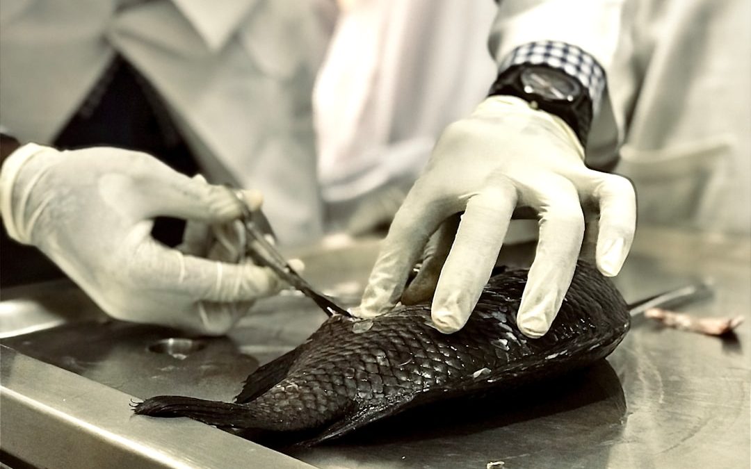 Photo membrane autopsy workflow