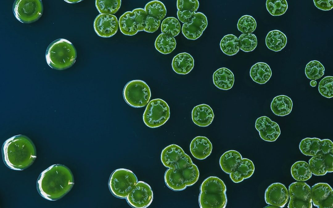 Photo microbiological reduction